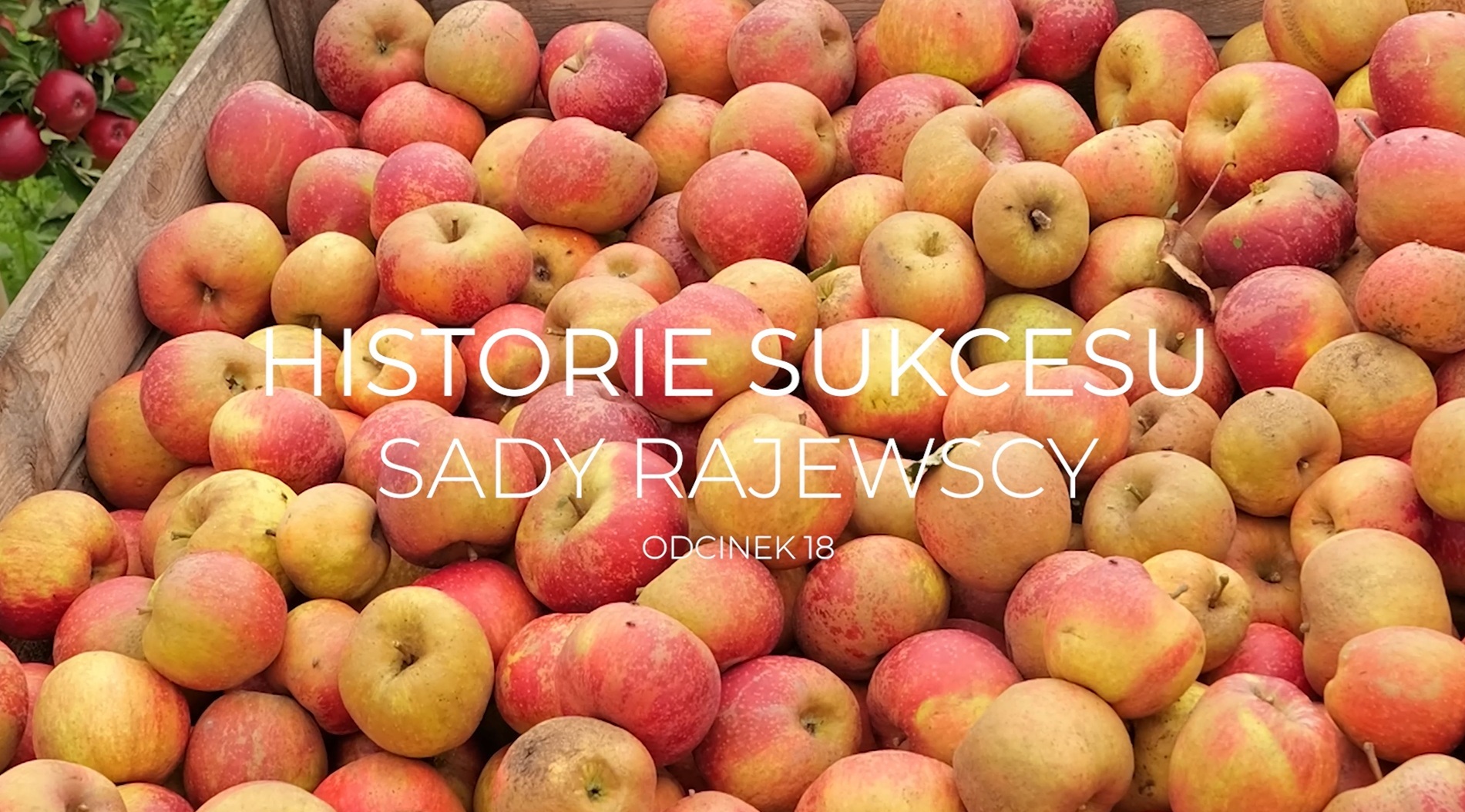 Na pierwszym planie napis " Historie sukcesu - Sady Rajewscy odcinek 18" w tle widoczne są jabłka w skrzynce